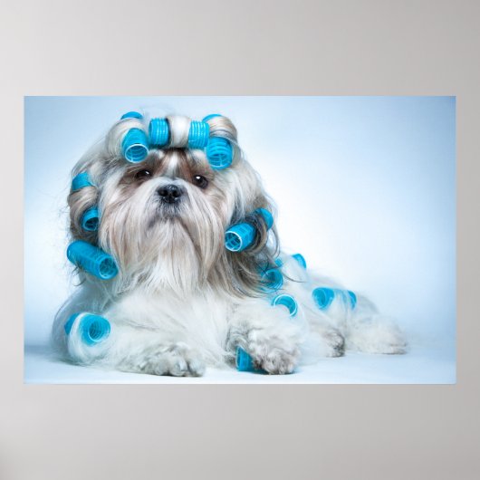 Niedlich Shih Tzu Poster (Vorne)
