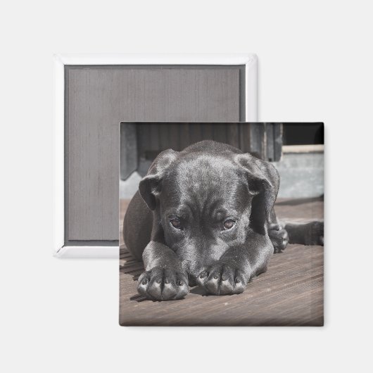 Niedlich Shy Great Dane Puppy Magnet (Vorderseite/Rückseite)