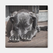 Niedlich Shy Great Dane Puppy Magnet (Vorne)
