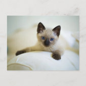 Niedlich Siamese Kitten Postkarte (Vorderseite)