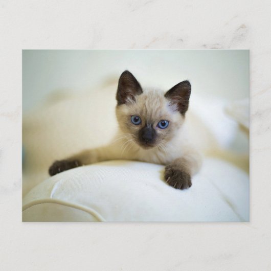 Niedlich Siamese Kitten Postkarte (Vorderseite)