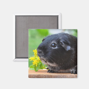 Niedlich, Silberfuchs Guinea Schwein und gelbe Blu Magnet