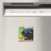 Niedlich, Silberfuchs Guinea Schwein und gelbe Blu Magnet (In Situ (Geschirrspüler))