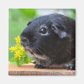 Niedlich, Silberfuchs Guinea Schwein und gelbe Blu Magnet (Vorne)