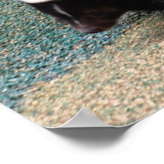 Niedlich Skunk Poster (Ecke)