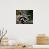 Niedlich Sleepy Raccoon Foto Poster (Küche)