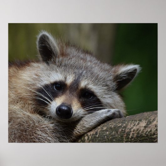 Niedlich Sleepy Raccoon Foto Poster (Vorne)