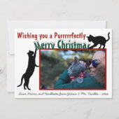 Niedlich Spaß Spielende Katzen Frohe Weihnachten F (Vorderseite)