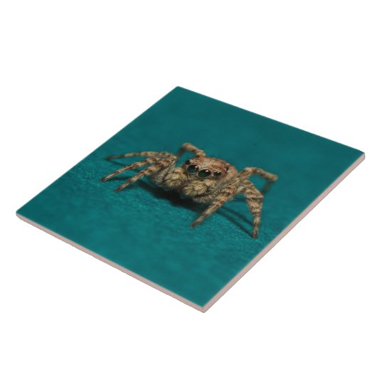 Niedlich Spider Big Eyes Foto Fliese (Seite)