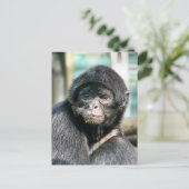 NIEDLICH SPIDER MONKEY POSTKARTE (Stehend Vorderseite)