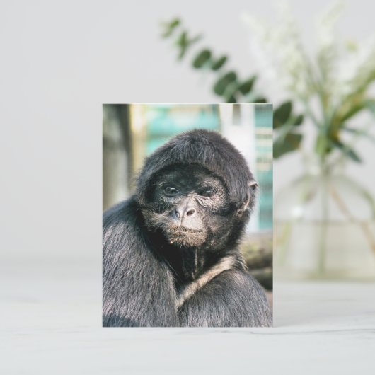 NIEDLICH SPIDER MONKEY POSTKARTE (Stehend Vorderseite)