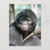 NIEDLICH SPIDER MONKEY POSTKARTE (Vorderseite)