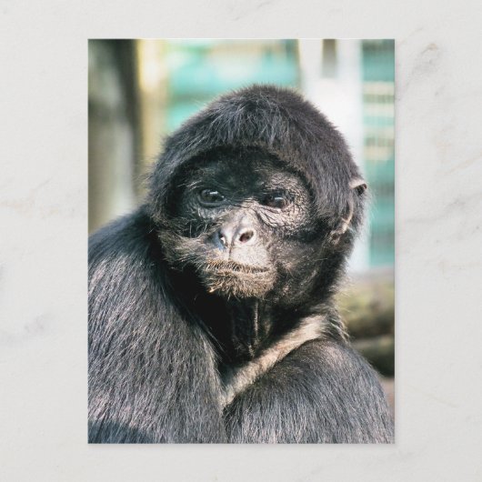 NIEDLICH SPIDER MONKEY POSTKARTE (Vorderseite)
