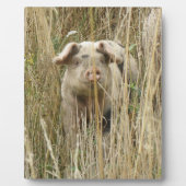 Niedlich Spotty Pig Plaque Fotoplatte (Vorderseite)