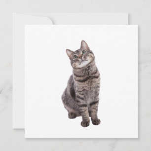 Niedlich Tabby Cat Ankündigung