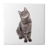 Niedlich Tabby Cat Fliese (Vorderseite)