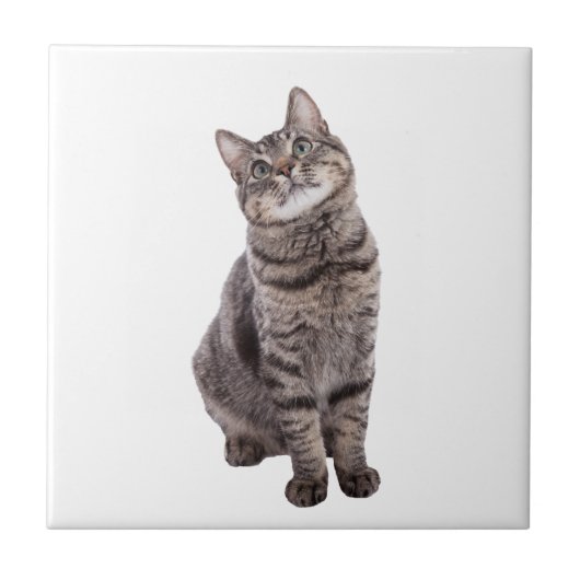 Niedlich Tabby Cat Fliese (Vorderseite)