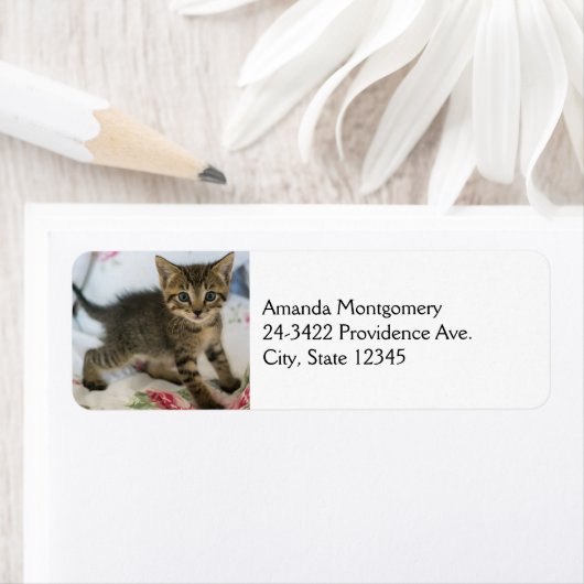 Niedlich Tabby Kitten sieht überraschend aus (Insitu)