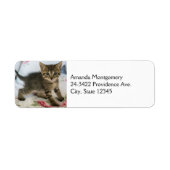 Niedlich Tabby Kitten sieht überraschend aus (Vorne)