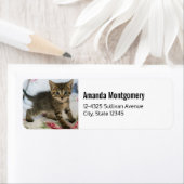 Niedlich Tabby Kitten sieht überraschend aus (Insitu)