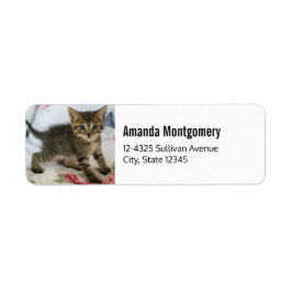 Niedlich Tabby Kitten sieht überraschend aus