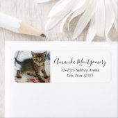 Niedlich Tabby Kitten sieht überraschend aus (Insitu)