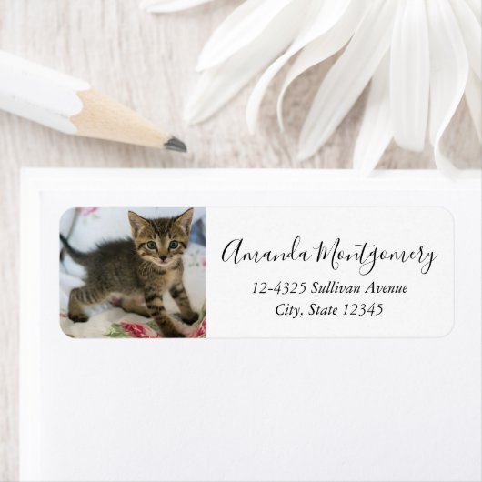 Niedlich Tabby Kitten sieht überraschend aus (Insitu)