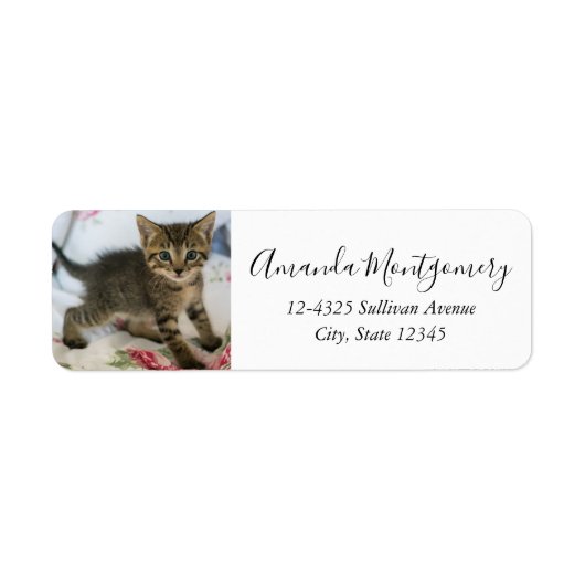 Niedlich Tabby Kitten sieht überraschend aus (Vorne)