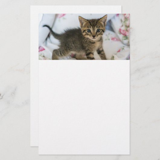 Niedlich Tabby Kitten sieht überraschend aus Briefpapier (Vorne/Hinten)