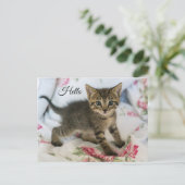 Niedlich Tabby Kitten sieht überraschend aus Hallo Postkarte (Stehend Vorderseite)