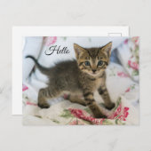 Niedlich Tabby Kitten sieht überraschend aus Hallo Postkarte (Vorne/Hinten)