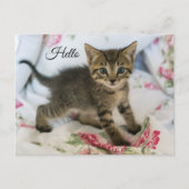 Niedlich Tabby Kitten sieht überraschend aus Hallo Postkarte (Vorderseite)