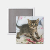 Niedlich Tabby Kitten sieht überraschend aus Magnet (Vorderseite/Rückseite)