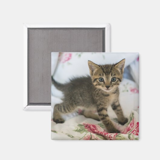 Niedlich Tabby Kitten sieht überraschend aus Magnet (Vorderseite/Rückseite)