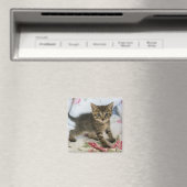 Niedlich Tabby Kitten sieht überraschend aus Magnet (In Situ (Geschirrspüler))