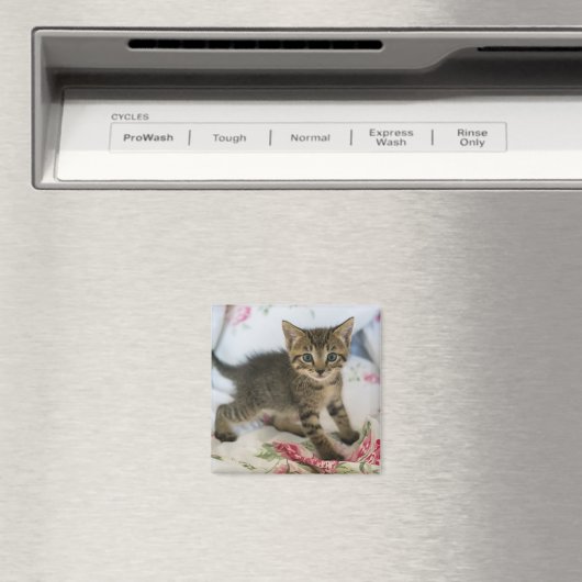 Niedlich Tabby Kitten sieht überraschend aus Magnet (In Situ (Geschirrspüler))