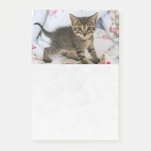 Niedlich Tabby Kitten sieht überraschend aus Post-it Klebezettel (Vorderseite)