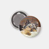 Niedlich Teacup Yorkie Yorkshire Terrier Digital A Magnet (Vorderseite/Rückseite)