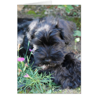 Niedlich Terrier Dog