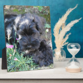 Niedlich Terrier Dog Fotoplatte (Seite)