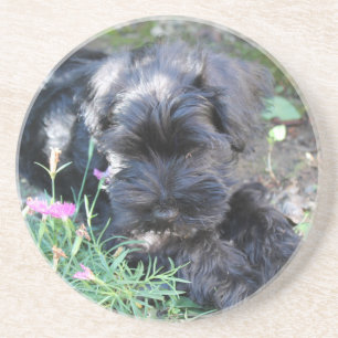 Niedlich Terrier Dog Getränkeuntersetzer