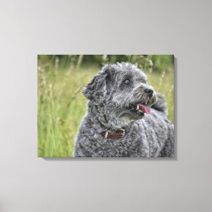 Niedlich Terrier Dog Leinwanddruck