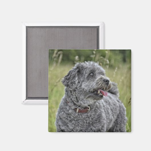 Niedlich Terrier Dog Magnet (Vorderseite/Rückseite)