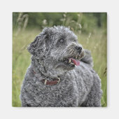 Niedlich Terrier Dog Magnet (Vorne)