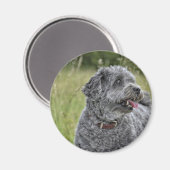 Niedlich Terrier Dog Magnet (Vorderseite/Rückseite)