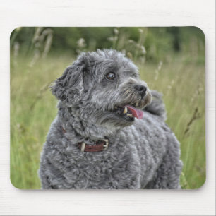 Niedlich Terrier Dog Mousepad