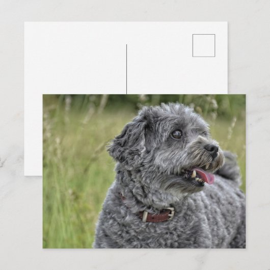 Niedlich Terrier Dog Postkarte (Vorne/Hinten)