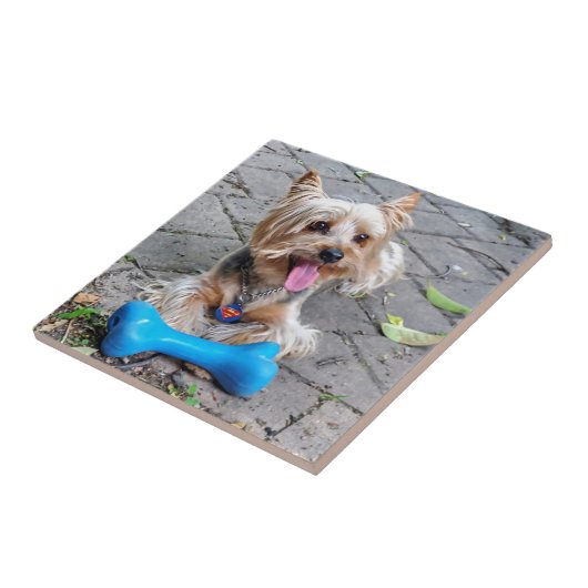 Niedlich Terrier Fliese (Seite)