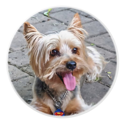 Niedlich Terrier Keramikknauf (Vorderseite)