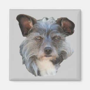 Niedlich Terrier Mixed Rasse Mutt Dog Magnet